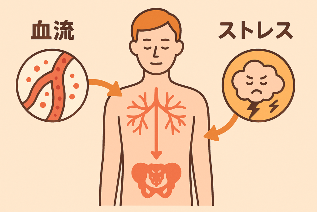 シンプルな人体イラストに、血流やストレスの影響をやさしく表現した図(温かみのある色合い)